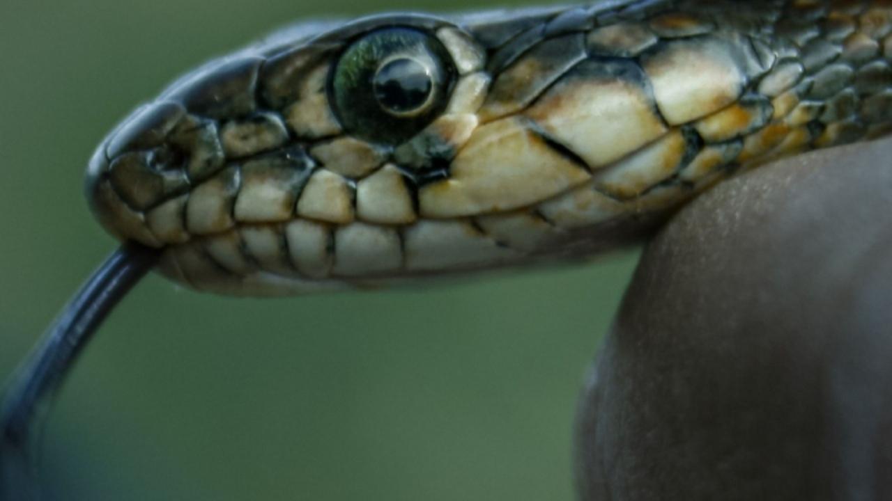Mumbai: 61-year-old man dies of snakebite in Malad
