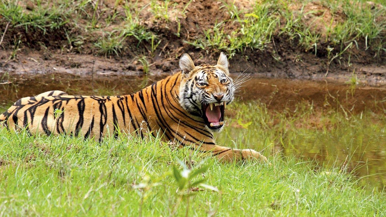 Maharashtra: Net widened in search for Maya, Tadoba’s tigress