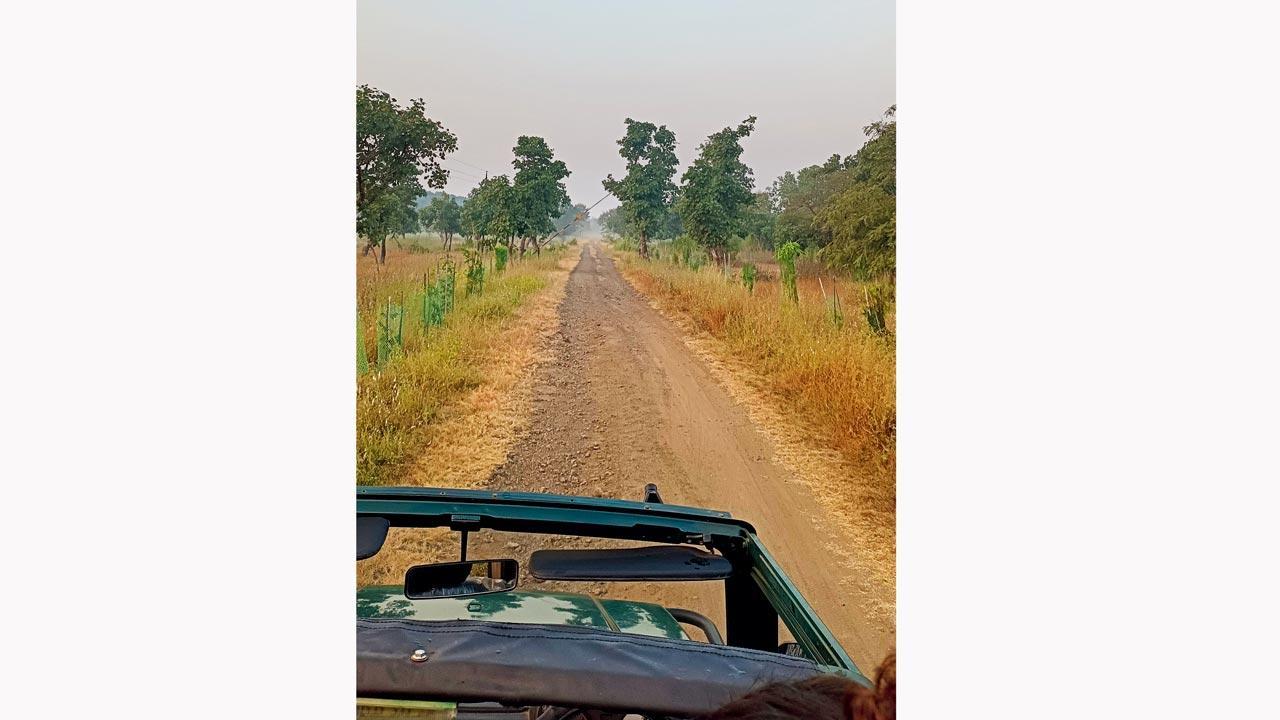 Jungle mein mangal