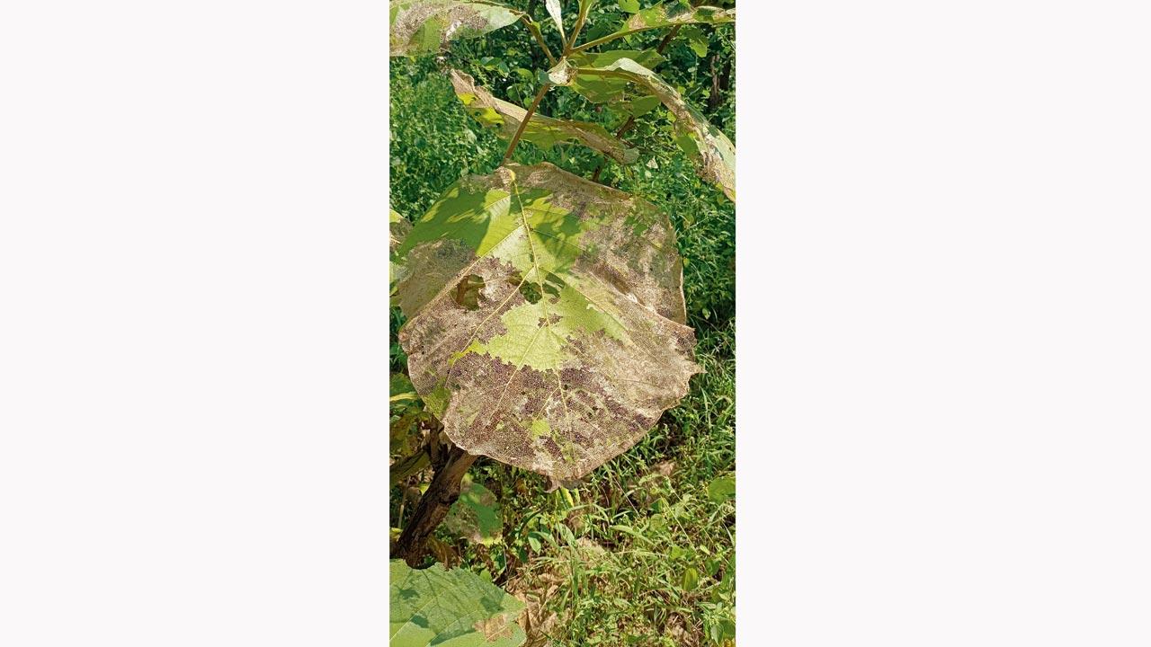 A defoliated teak leaf