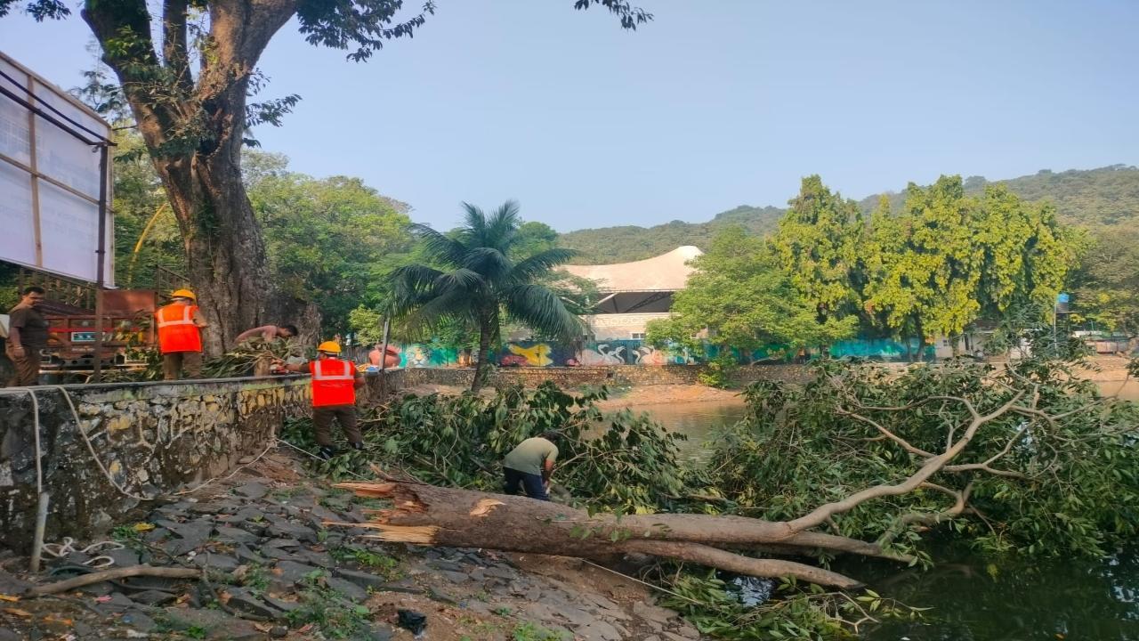 Thane: Tree branch falls into Upavan Lake near Ganapati Temple