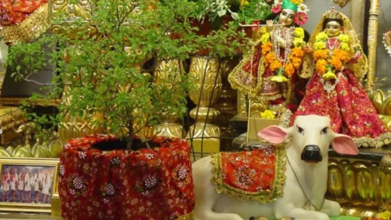 Tulsi Vivah 2023: All you need to know about the festival