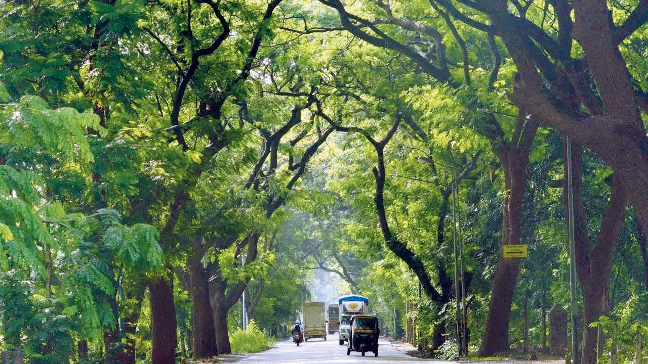 The Aarey colony is one of the few green spaces left in Mumbai. File Pic/Satej Shinde