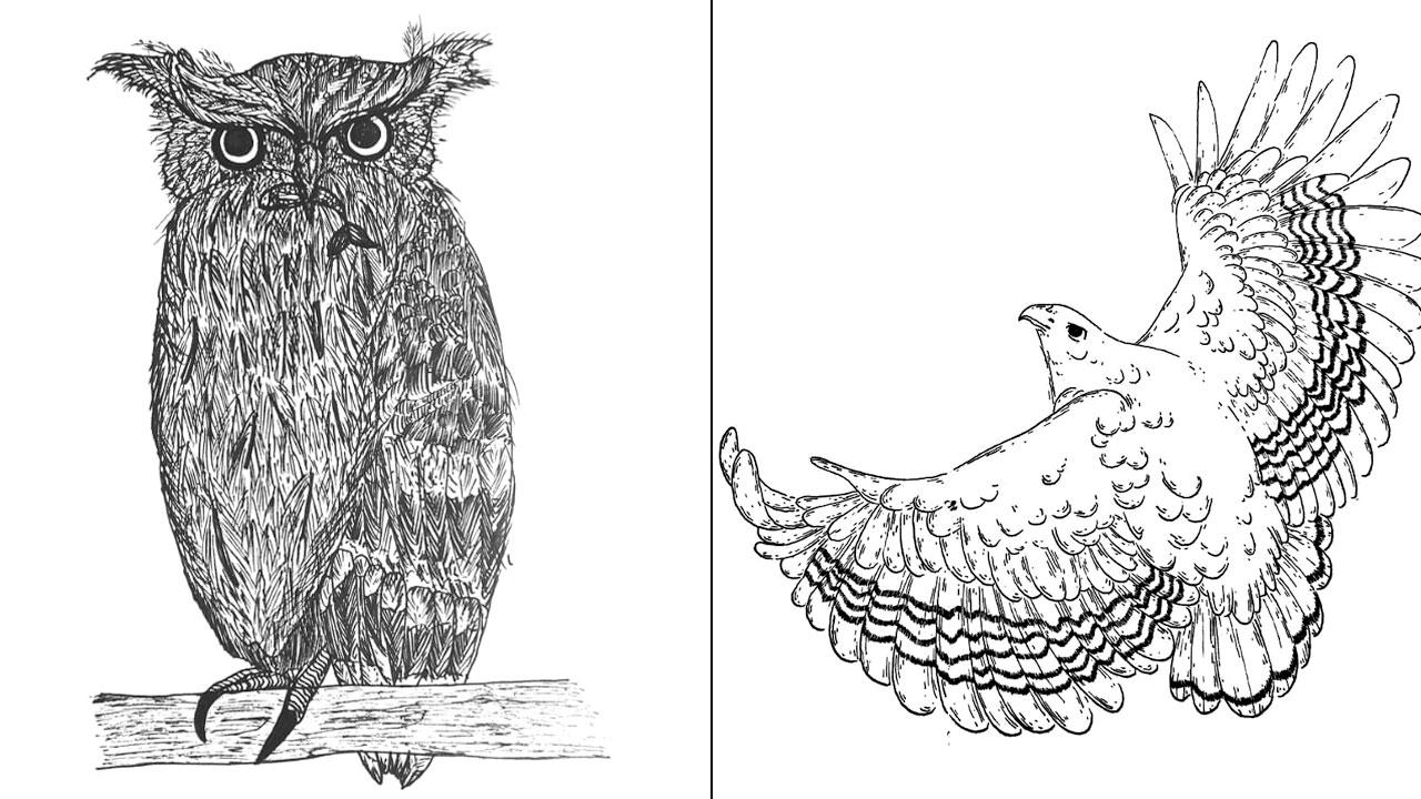 (From left) Illustration of a brown fish-owl by Ananya S for the prompt hunting; a red-tailed hawk by Mansi Singh around the theme flight, for Raptober. Illustrations courtesy/WWFINDIA