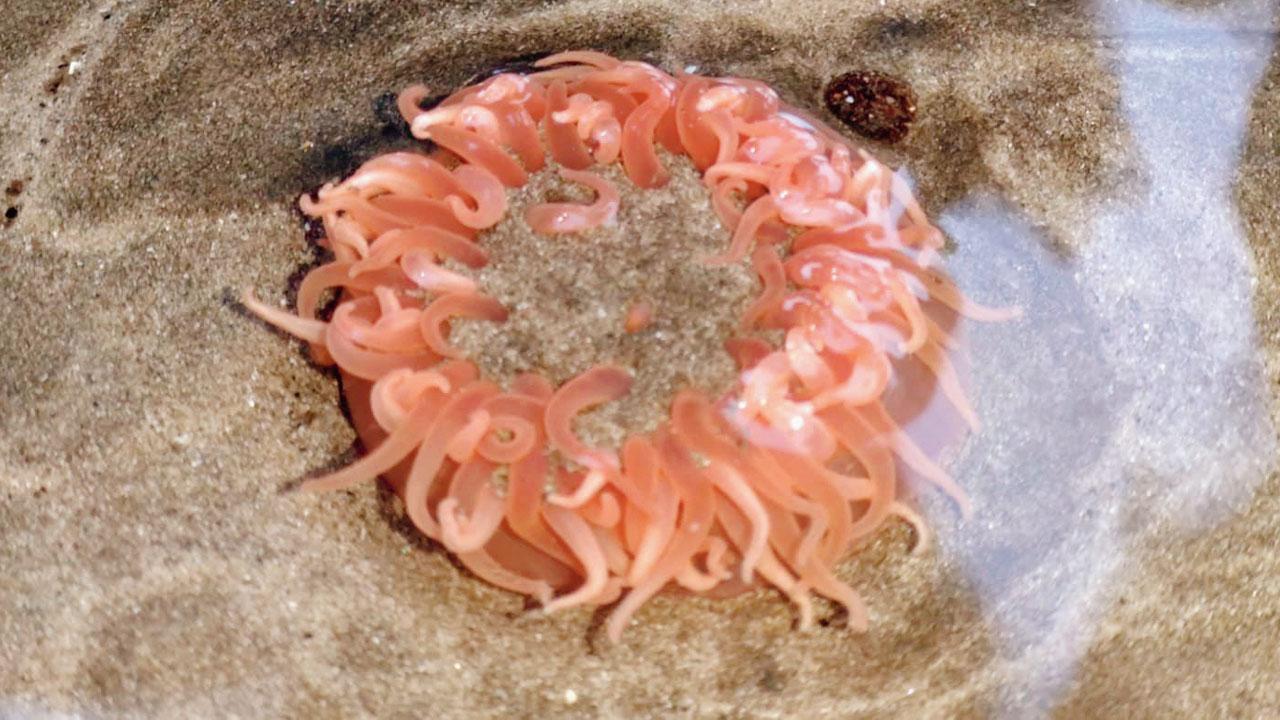 Pearly sea anemone