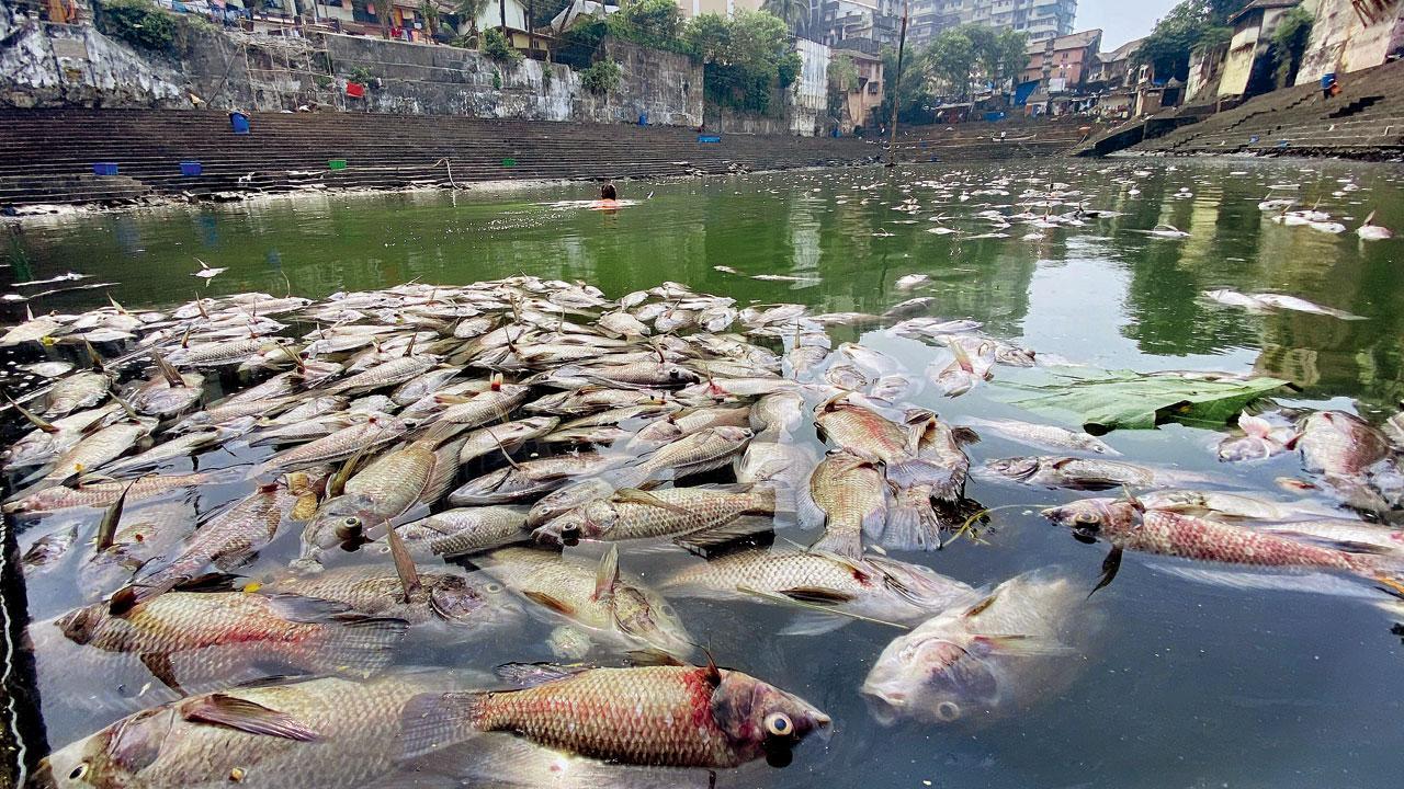 Mumbai: Scores of dead fish greet visitors at Banganga water tank