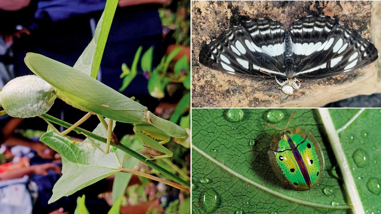 A praying mantis. PIcs Courtesy/Shardul Bajikar