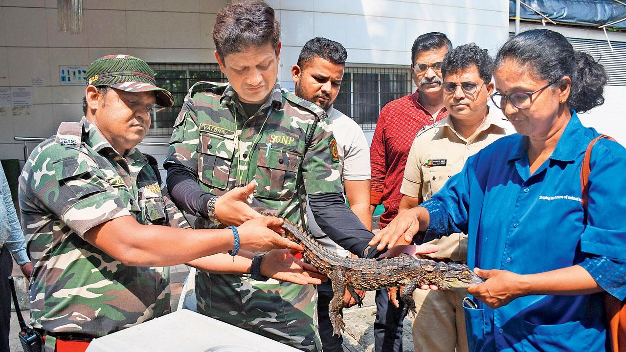 Mumbai: It is crocodile fears at Dadar swimming pool
