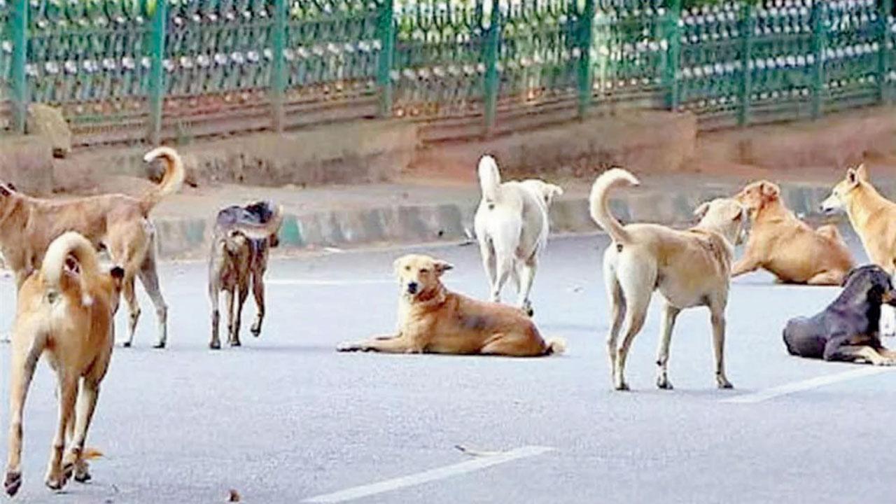 Mumbai sees over 60,000 dog bite cases every year