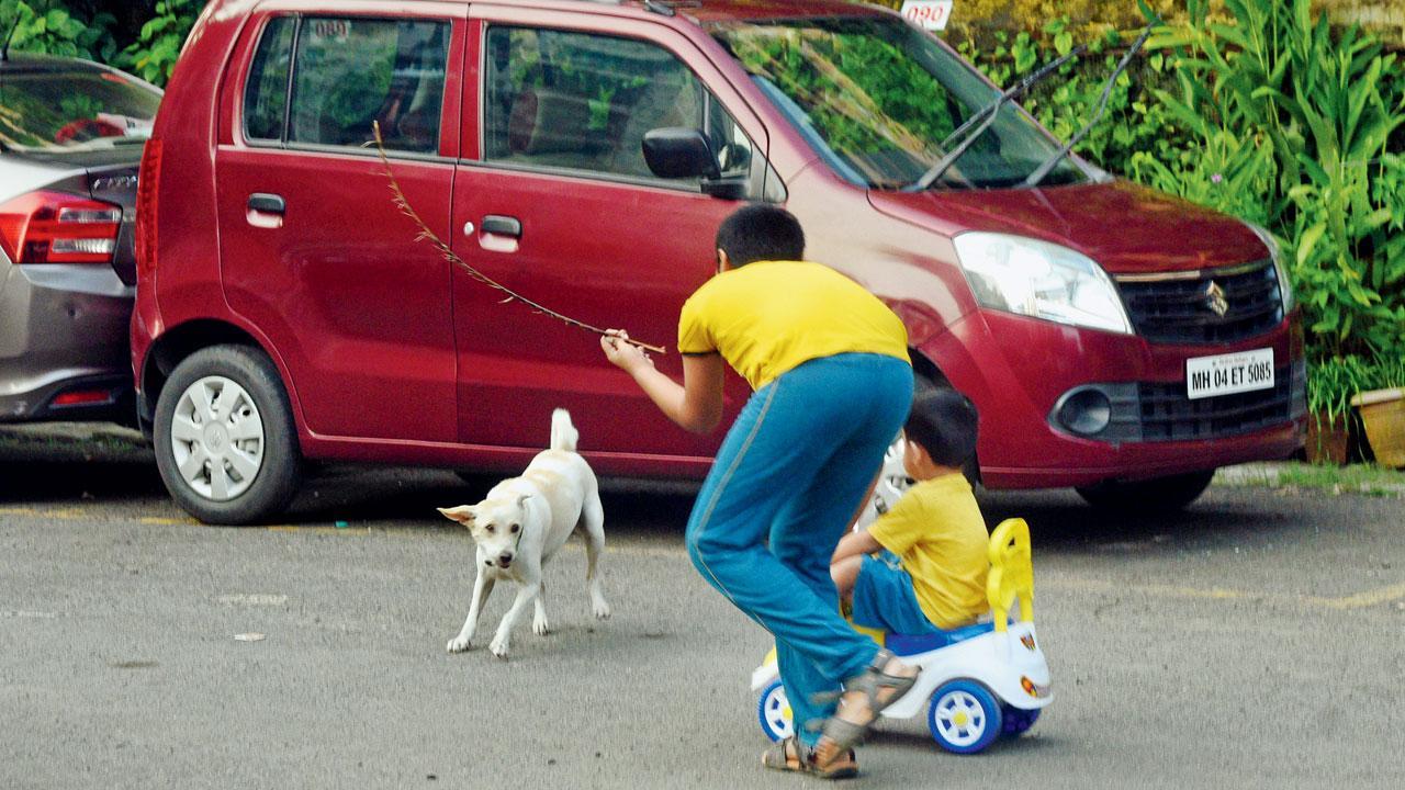 Thane society struggles with stray dog attacks, residents call for solutions