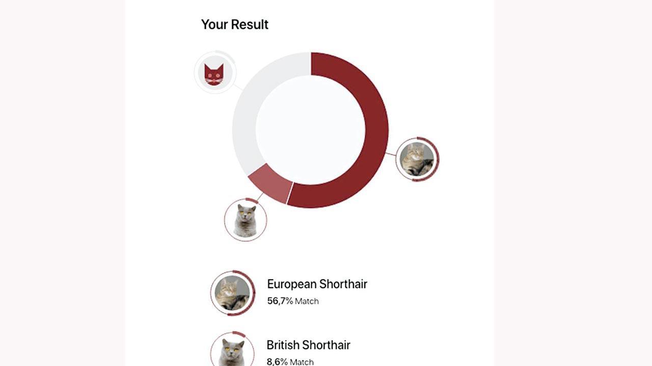 Do you love cats? This unique app can help you find its breed