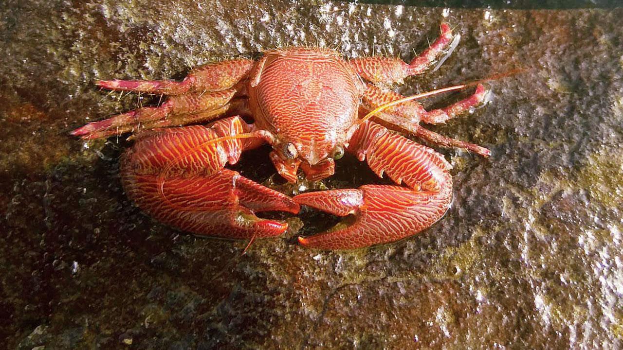 Red porcelain crab at the beach