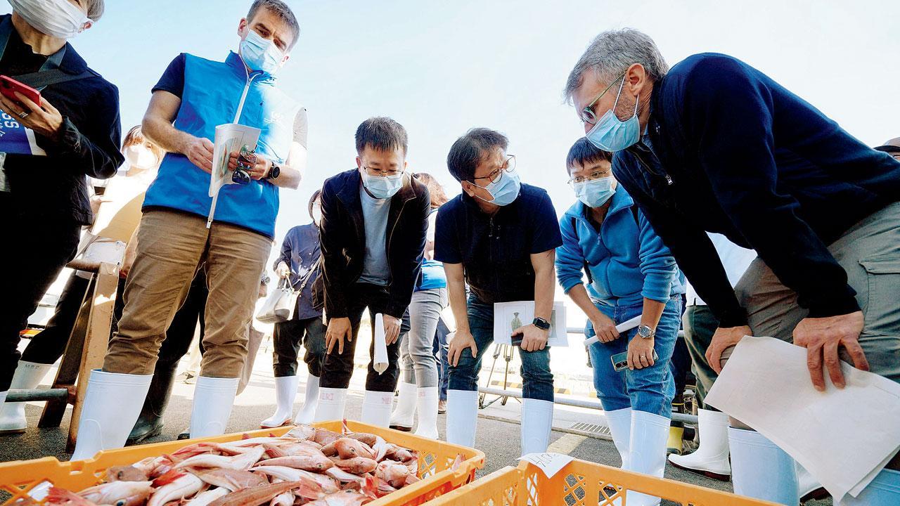 IAEA tests marine life around Fukushima
