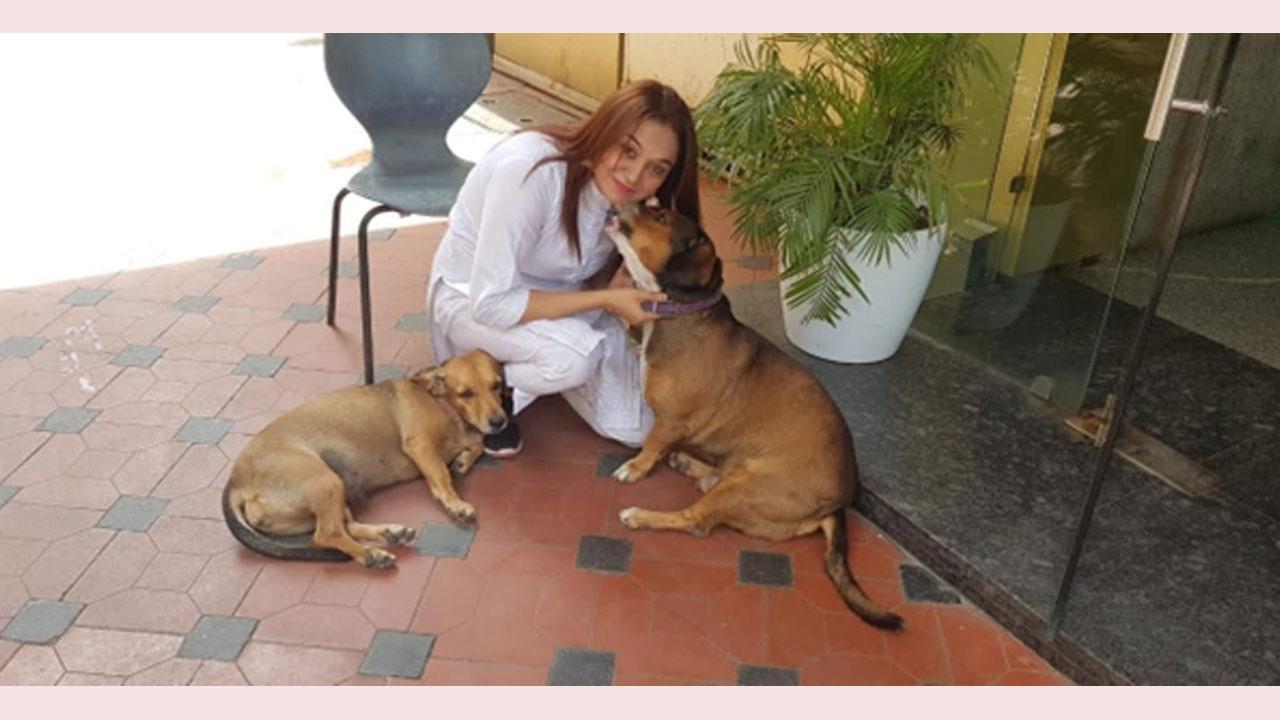 The dumb one is my life, the second home of the dumb dogs is Lucky Mishra's house.