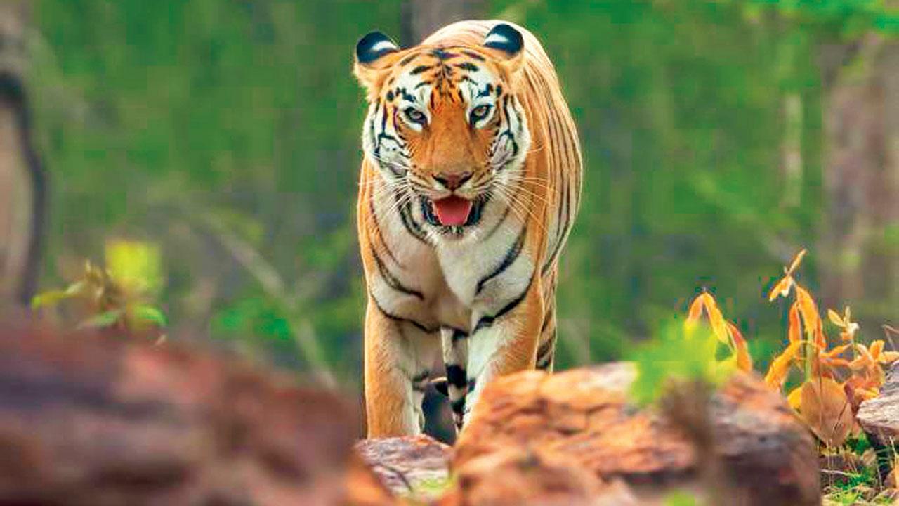 Maharashtra: Search on for missing Maya