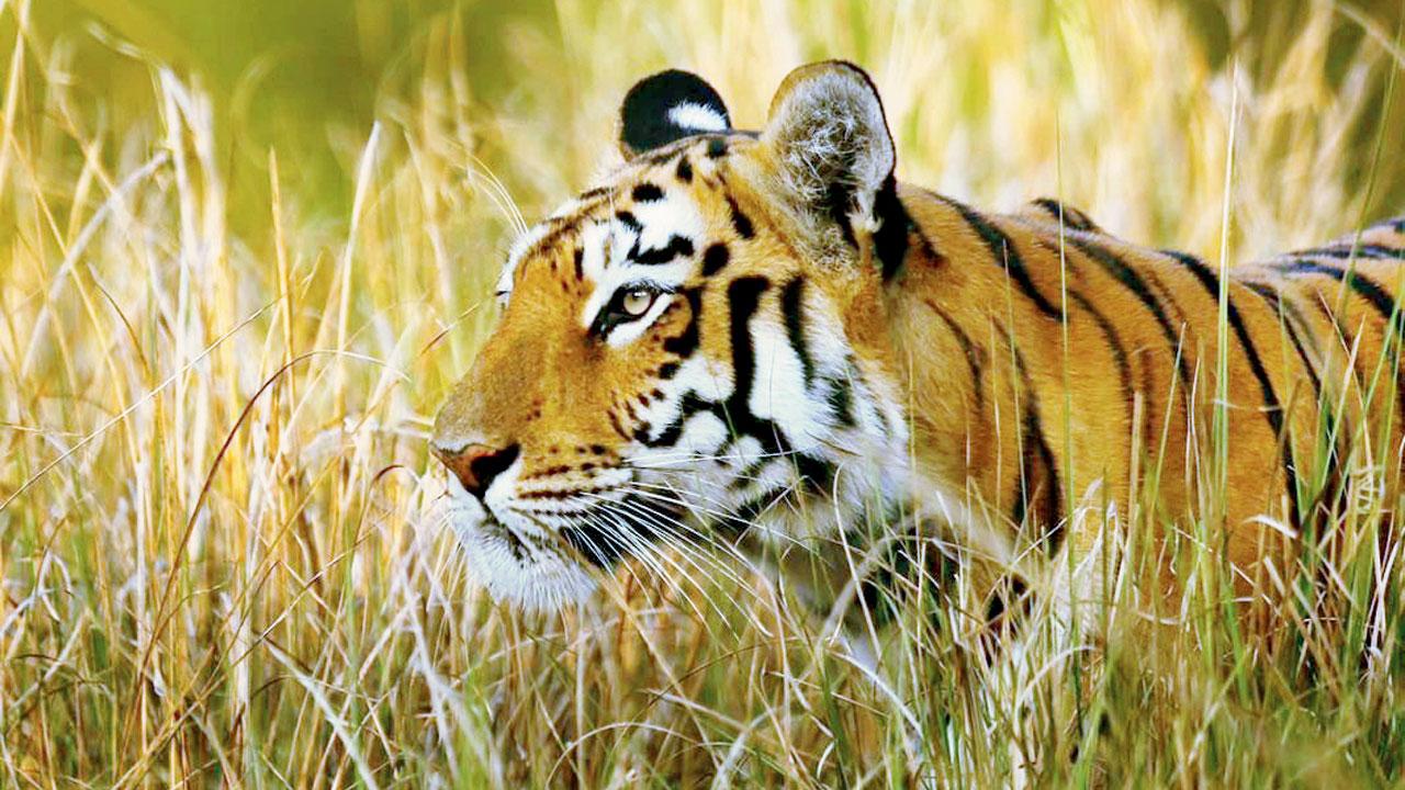 Maya at the Tadoba-Andhari Tiger Reserve. Pic/Sarosh Lodhi