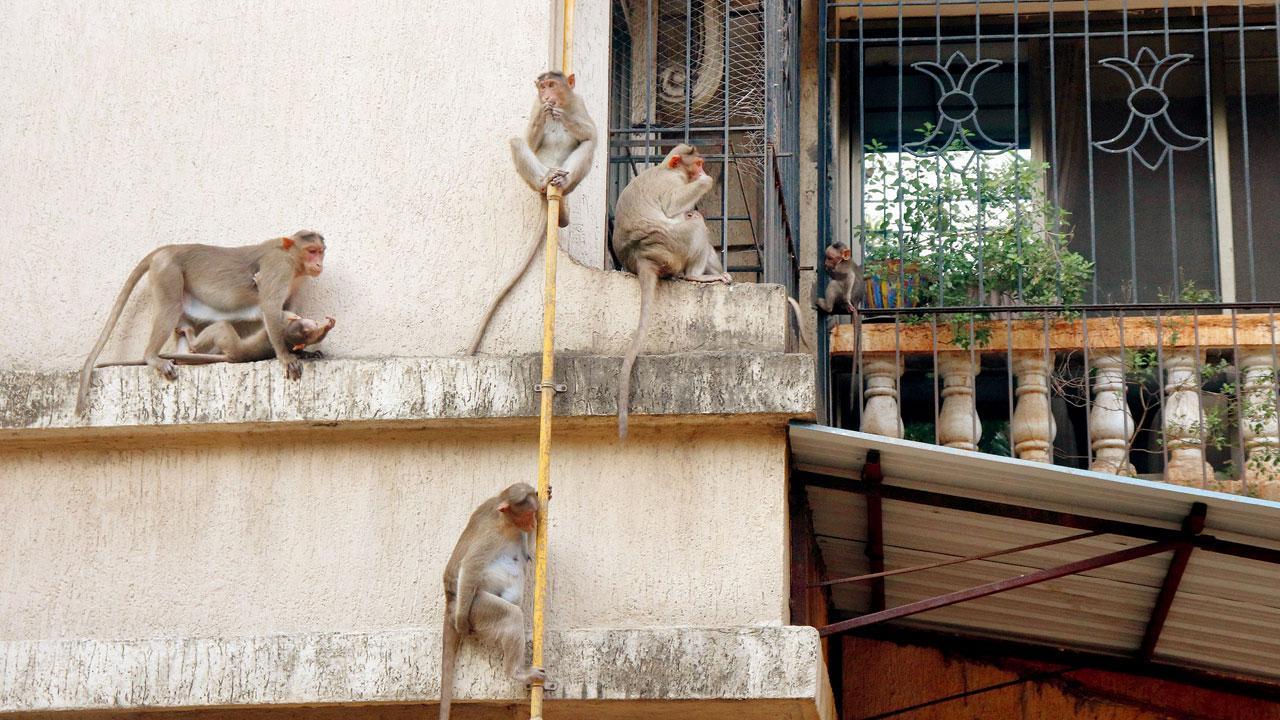 Mumbai: Monkey business in Chembur high-rise!