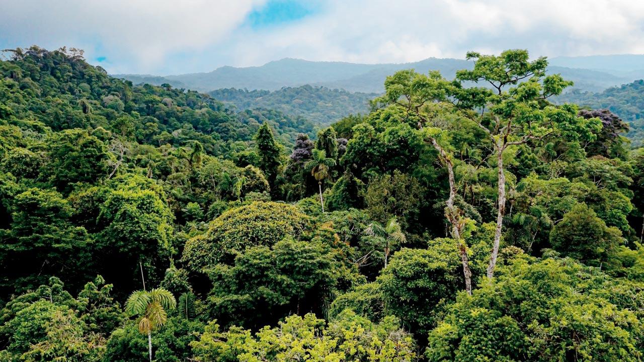 BMC assured that all transplanted trees would remain within a 5-kilometre radius. Representation pic