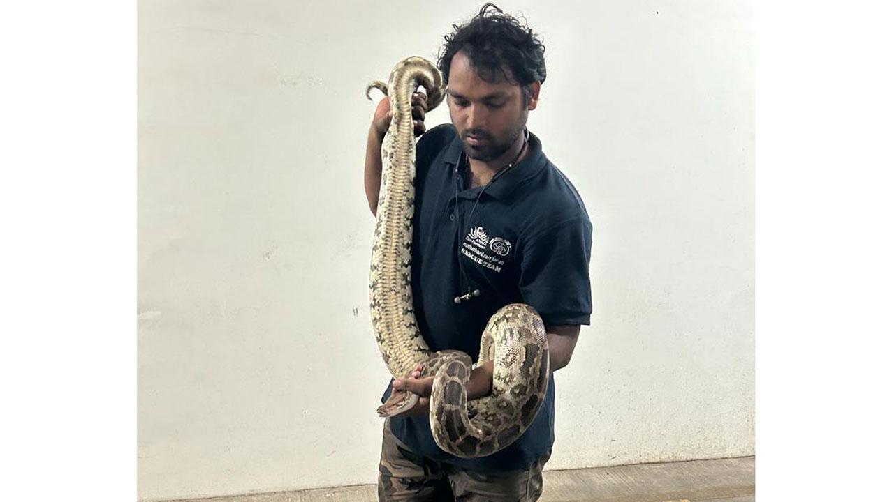Mumbai: 7-foot Indian rock python found in Borivali restaurant