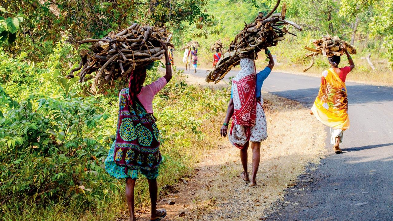 Women have to walk several kilometres to bring firewood from the forest. Apart from the physical labour—they carry bunches weighing anywhere between 15 to 25 kg—there is always a lurking possibility of encountering a wild animal. Pics/Rizwan Mithawala, wct