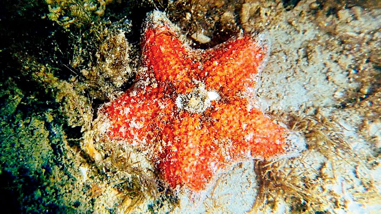 The seastar, a regular presence on Mumbai’s coastline, is part of the series. Pic courtesy/Instagram
