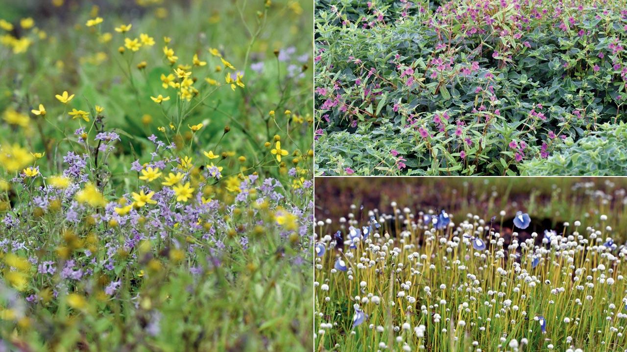 Snecio bombayensis  (in yellow) and neanotis lancifolia (in pink); Opposite-leaved balsalm; Purple bladderwort and spherical pipewort