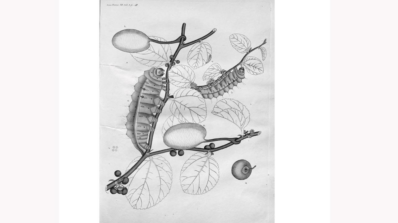 The tasar silkworm by botanist William Roxburgh, 1802; (right) processing silk cocoons in Bengal, 1895. PICS COURTESY/SILK: A History in Three Metamorphoses 