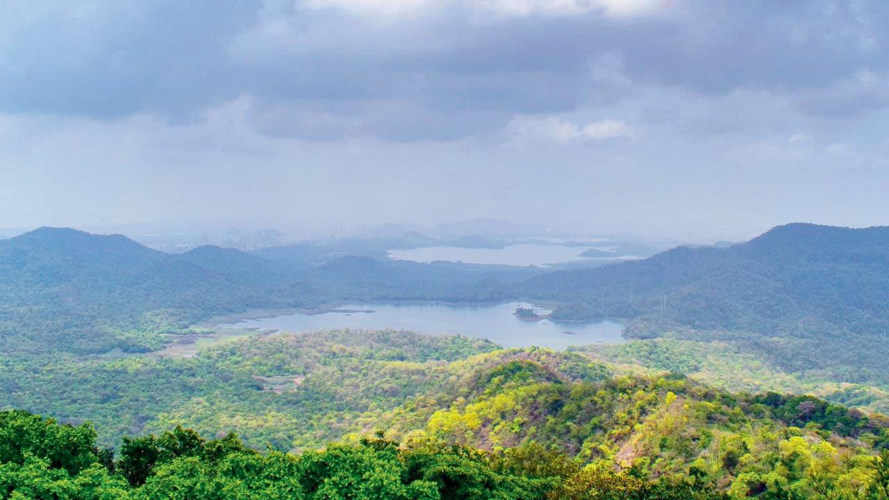 Nature highTrek your way to Jambhulmal, the highest point of the city’s lone national park to enjoy a panoramic view of Mumbai from 6:45 am at Sanjay Gandhi National Park in Borivali. Call 7738778789 and book your place for Rs 1,000.