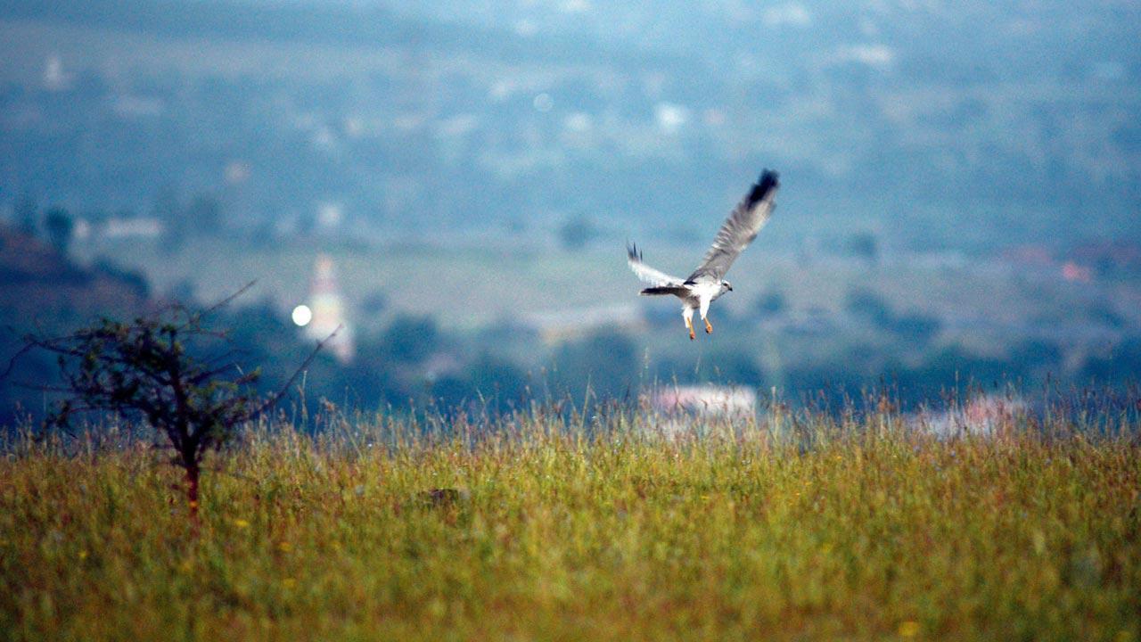 How these conservationists in Pune are working towards grassland restoration