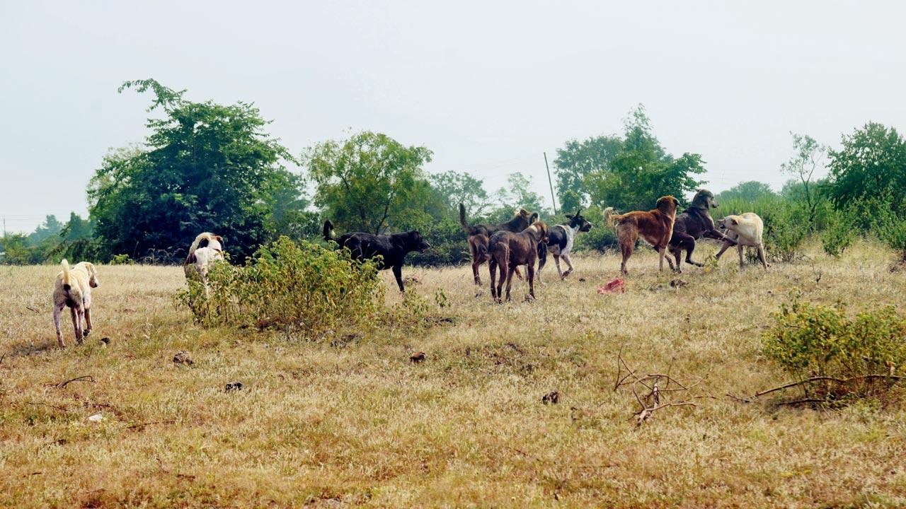 Feral dogs in the area have turned into competition for the wolves, chasing and hunting chinkaras, which will disturb prey-predator dynamics  