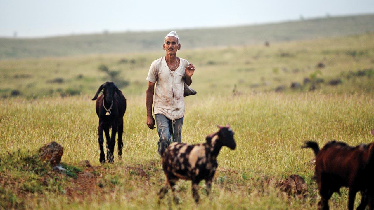 The Dhangars or shepherd community will be one of those to benefit directly from this project. They will rely on the cut-and-carry method to feed their herds until the grass saplings proliferate