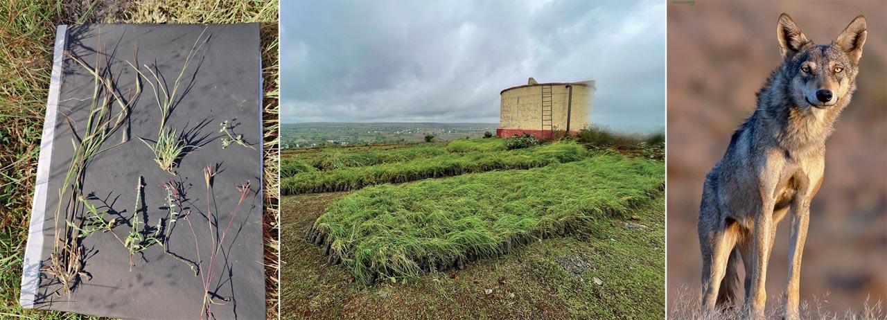 (From left) Grass varieties such as dicanthium, dehima sulcata, etc. Their intricate root structures draw in and store both water and carbon into the oil ; Despite less rainfall, the villagers and project managers are glad that the saplings have thrived; The Indian gray wolf is classified under Schedule I of the Wildlife Protection Act (1972) and is considered an Evolutionary Significant Unit. Pics/The grassland trust 