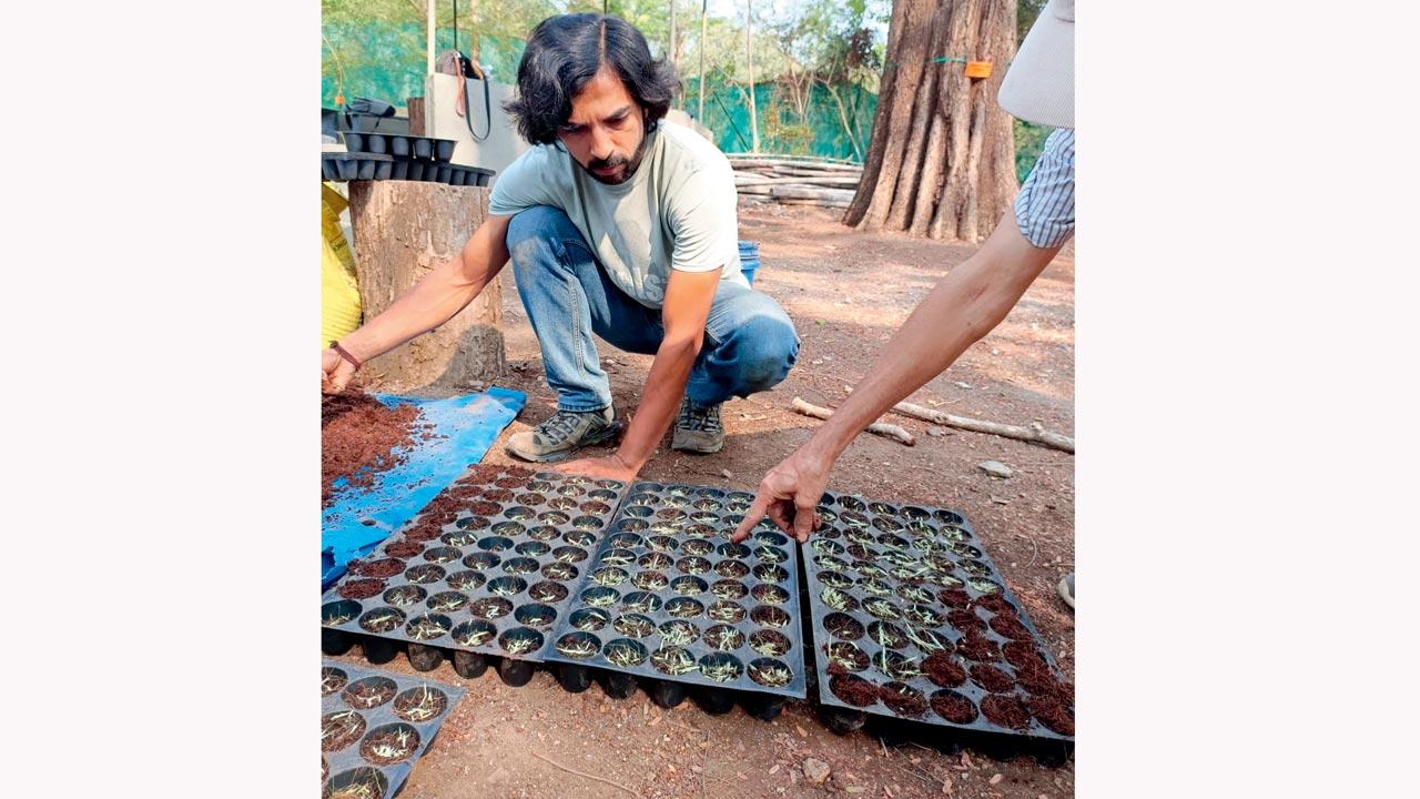 Palatable and nutritious species of grass such as paunya, sheda, and dhaman were transplanted from nurseries around the state to Kendur 