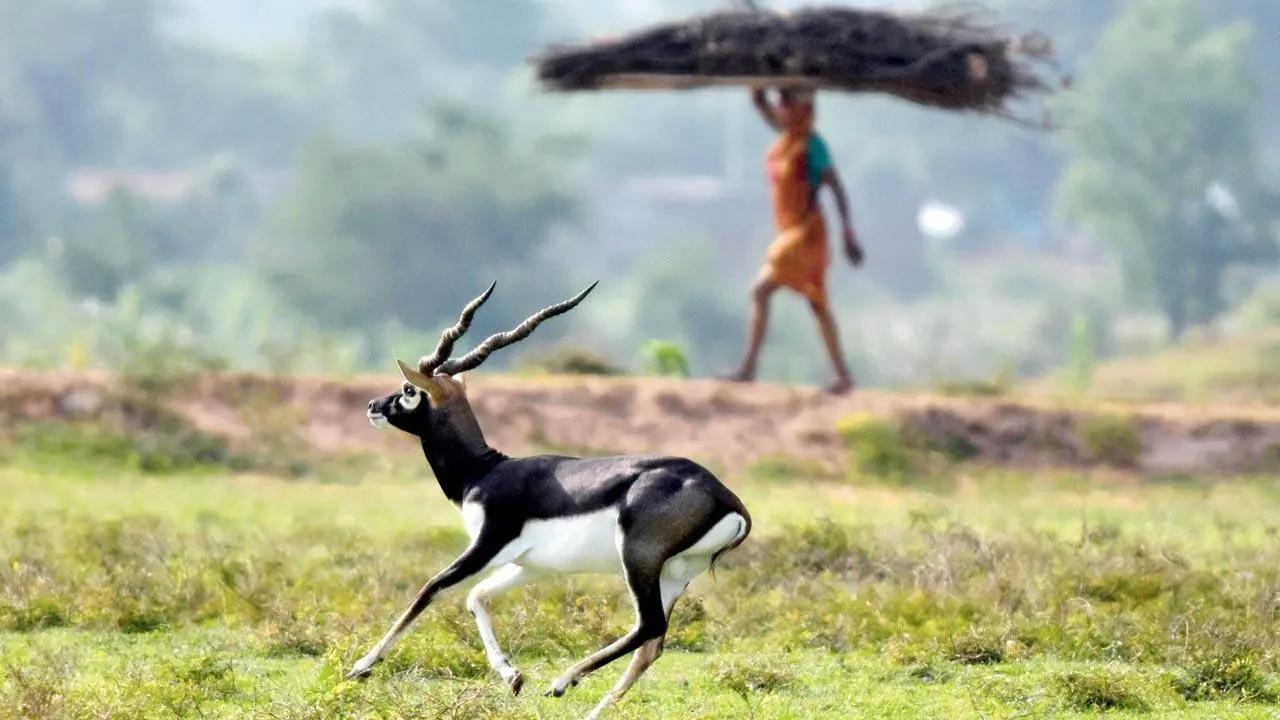 Maharashtra: Blackbuck killed by speeding vehicle in Gondia district