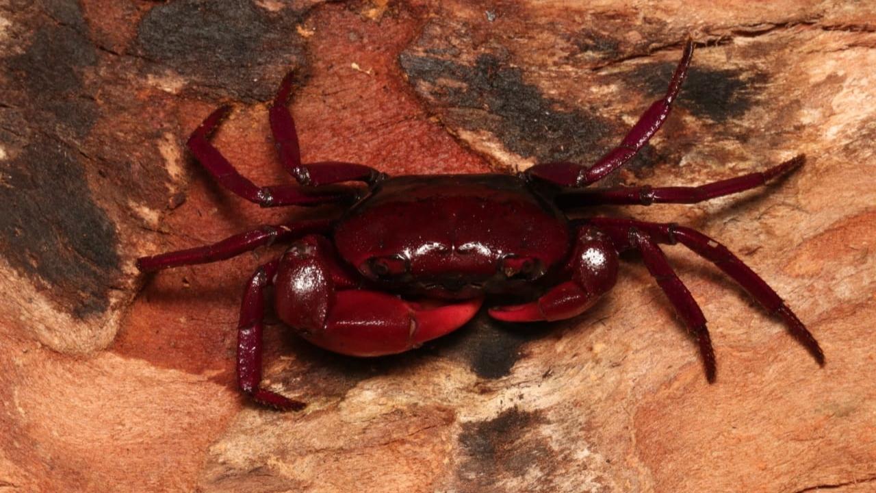 New crab species 'Ghatiana Sanguinolent' discovered in Karnataka's western ghats