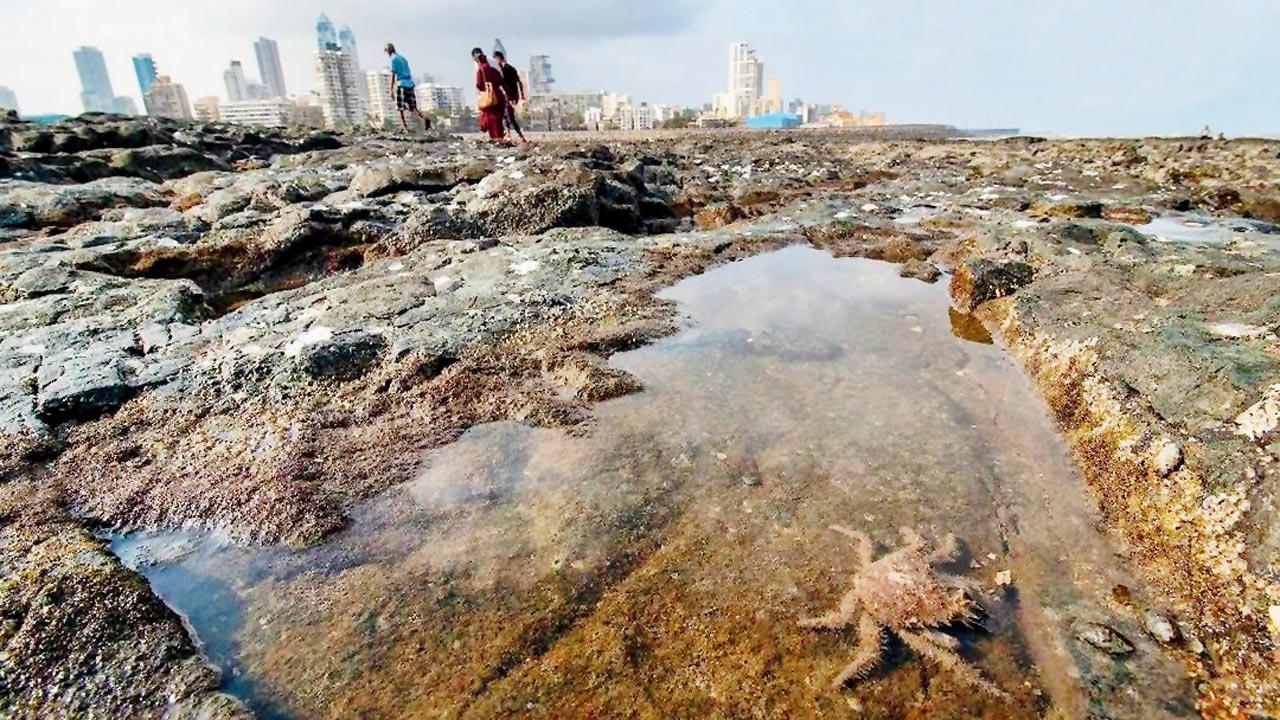 A spider crab spotted at Haji Ali. Pic courtesy/@_gaurav_patil_