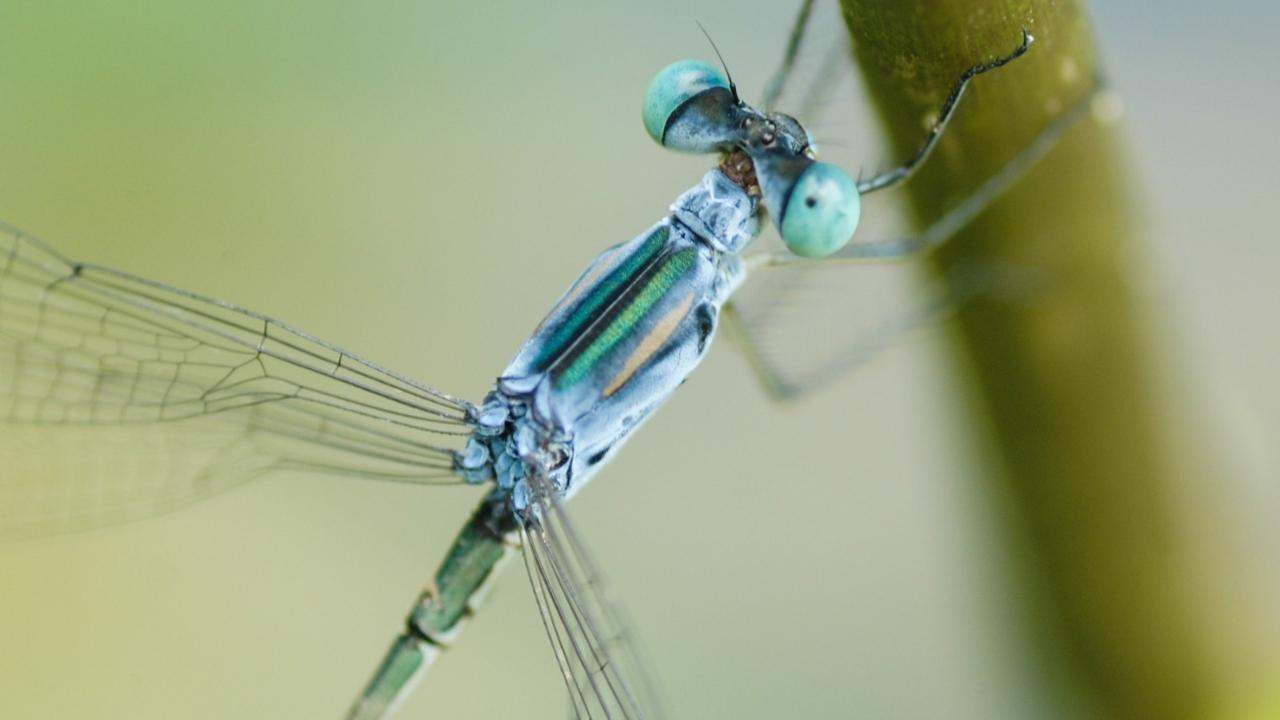 IN PHOTOS: Rare damselfly rediscovered in Aarey forest of Mumbai