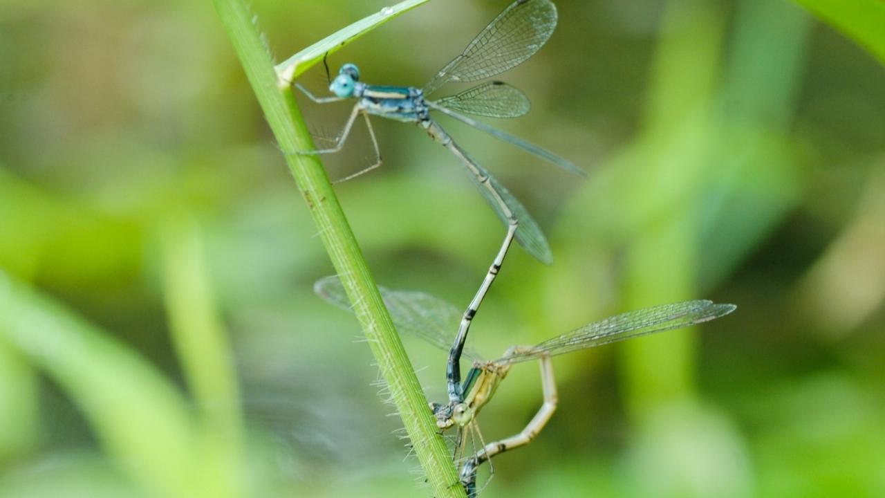 The damselfly, Lestes nigriceps, is known for its glittering emerald stripes on its thorax, striking turquoise-blue eyes, and the distinctive shape of its abdomen's end organs, called caudal appendages. Spreadwings are recognised for their behavior of perching with partially opened wings, setting them apart from most damselflies that perch with fully closed wings