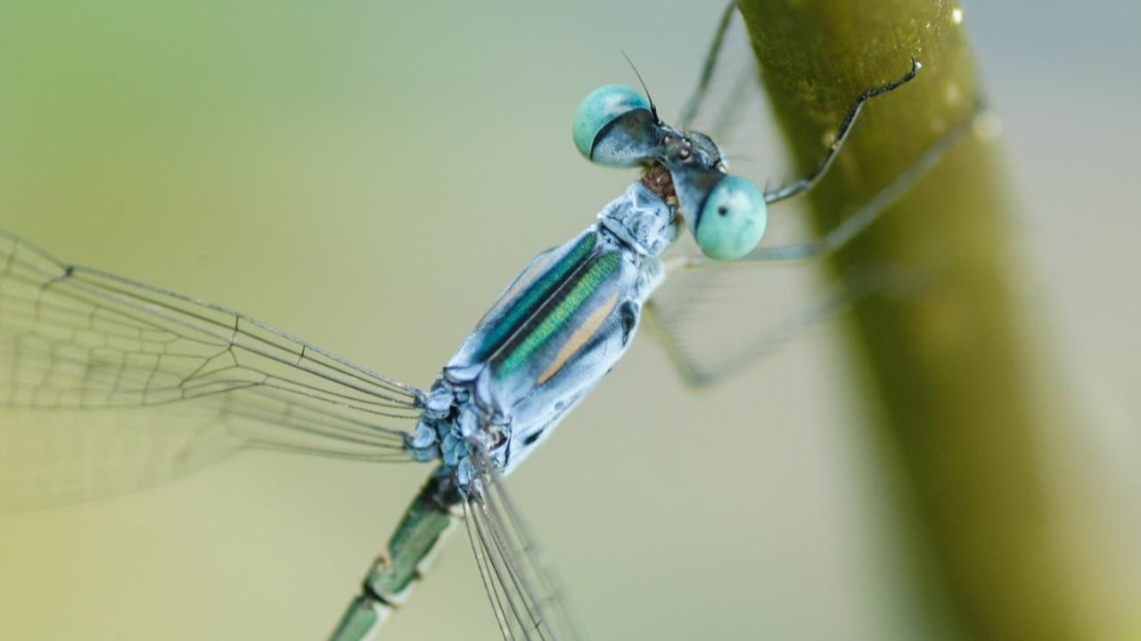 Mumbai: Rare damselfly rediscovered after a century in Aarey forest