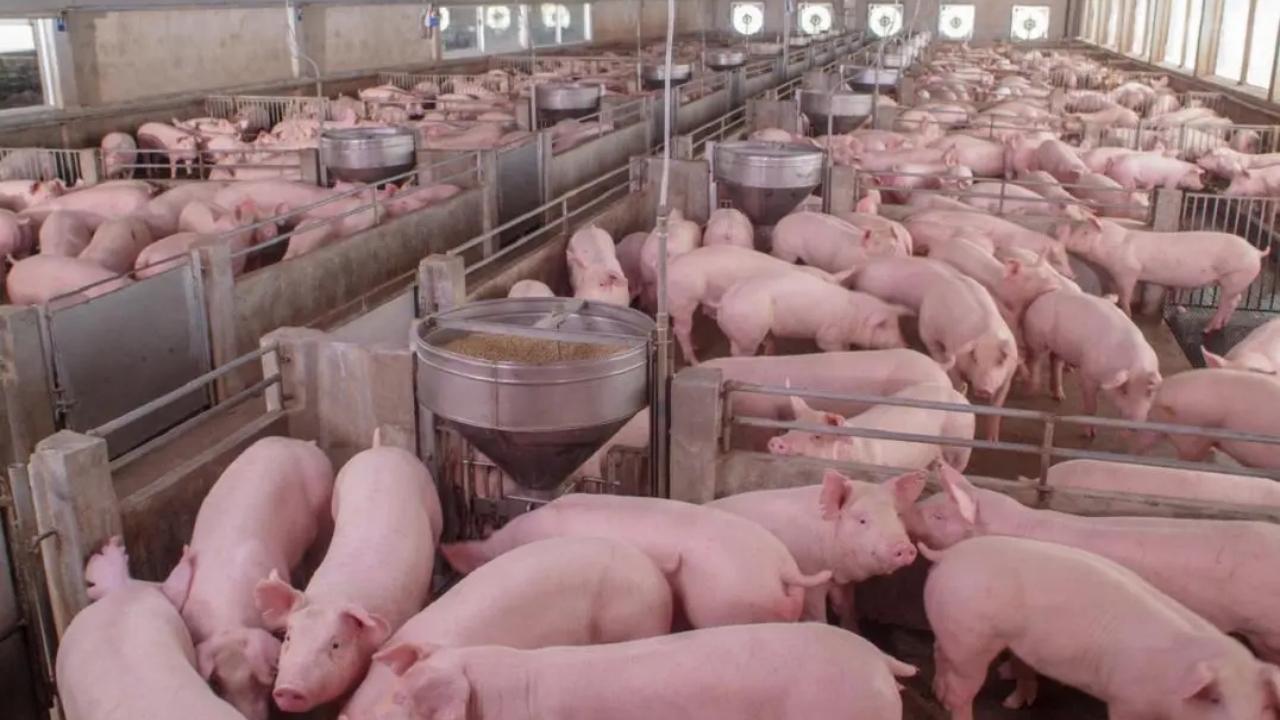 Strife-torn Manipur now hit by African Swine Fever