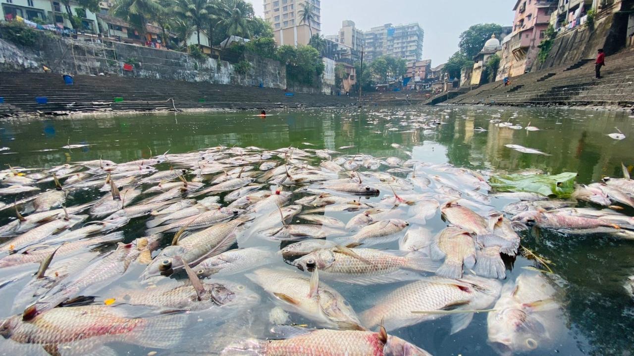 Hundreds of dead fish were found floating in the Banganga water tank near Walkeshwar on Monday morning