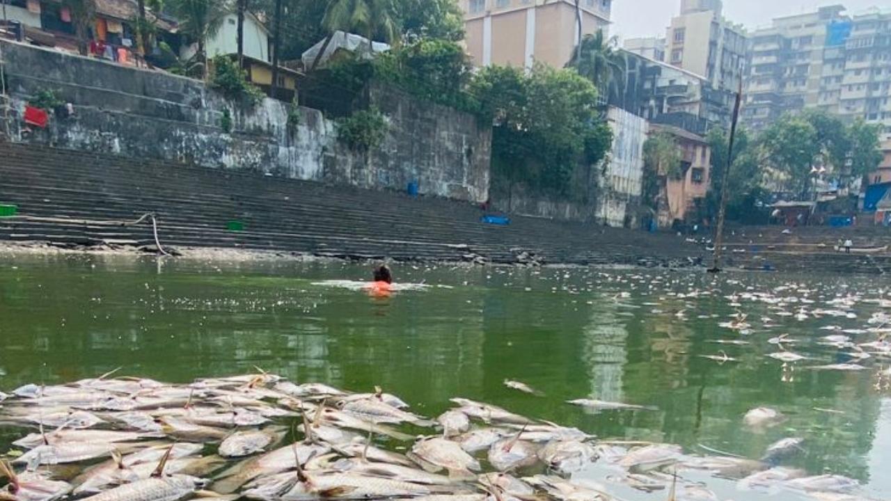 Hundreds of dead fish were spotted floating at the Banganga water tank
