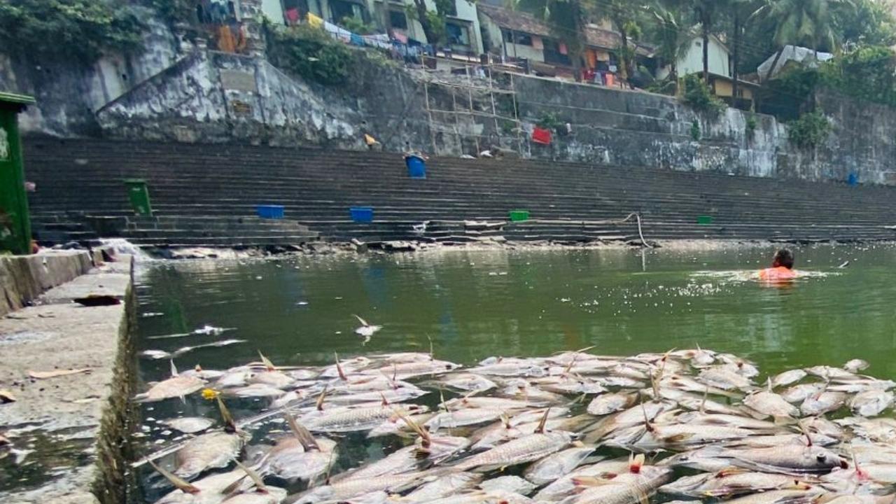 During the 'pitru paksha' ritual, people pay homage to their ancestors, by offerings food that are immersed in the water tank