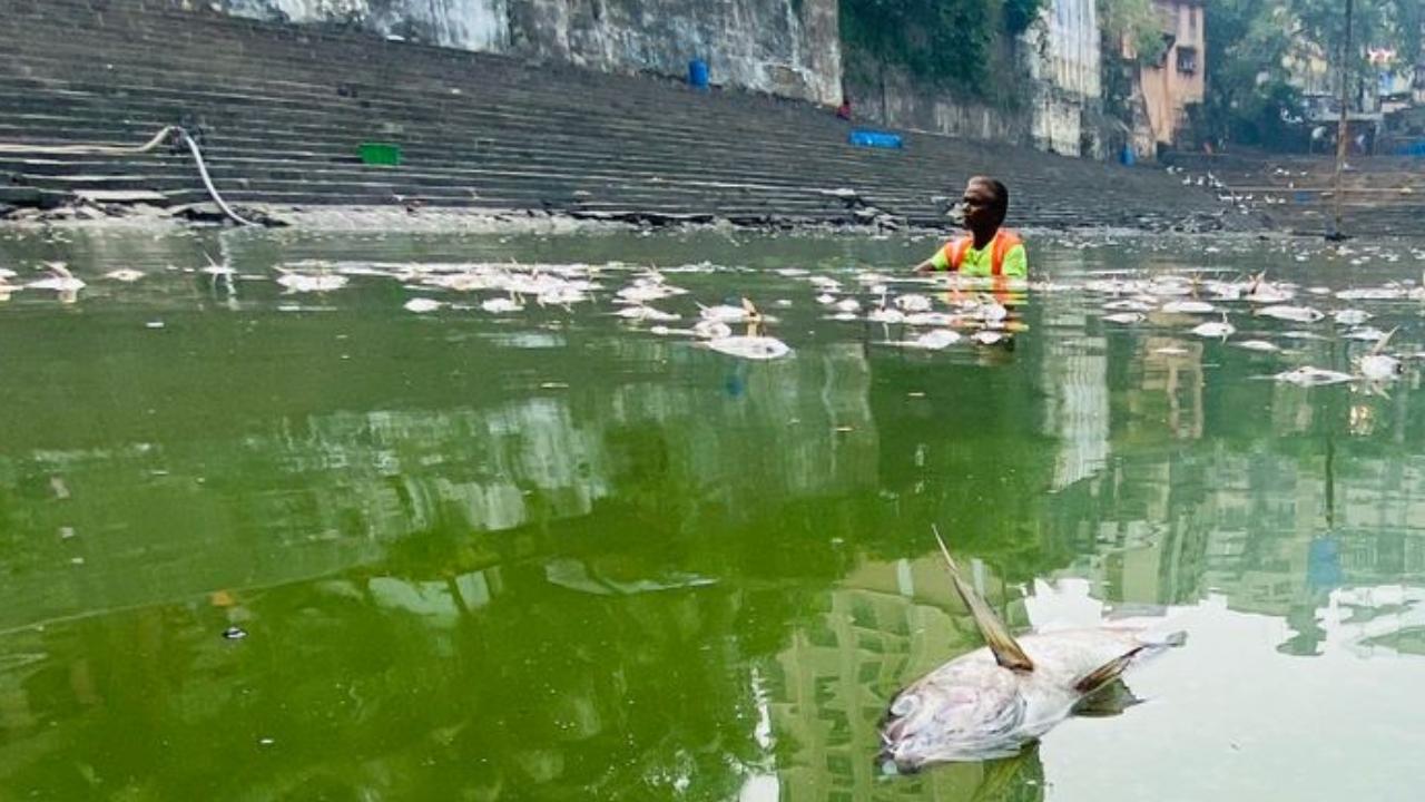 IN PHOTOS: Hundreds of fish found dead in Mumbai's Banganga water tank
