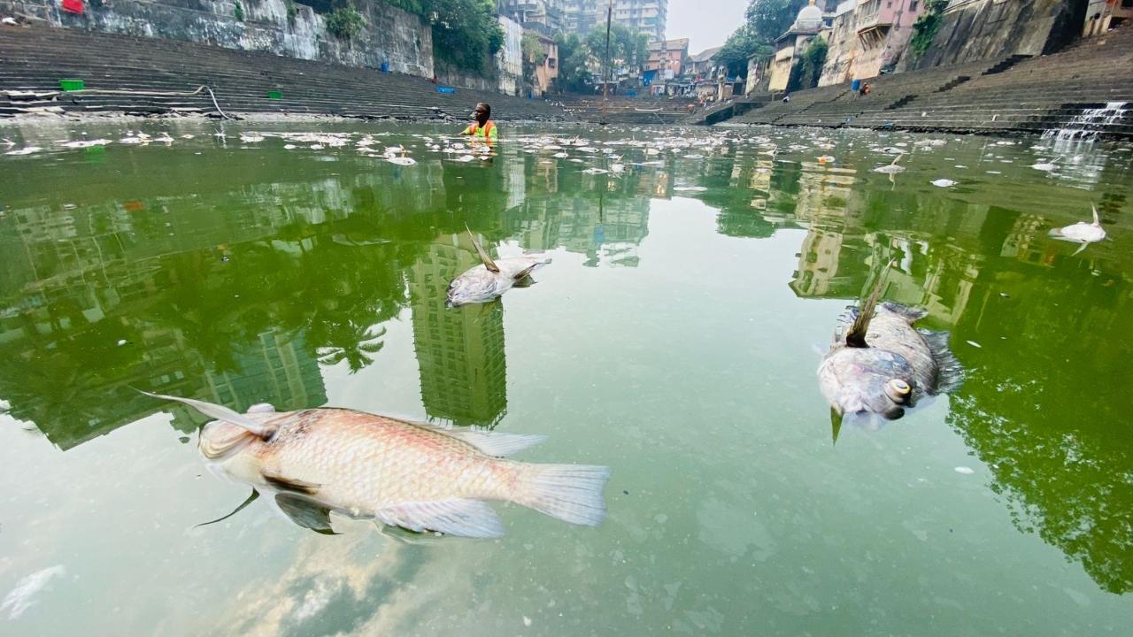 Every year, dead fish are found in the Banganga tank after the last day of Pitru Paksha