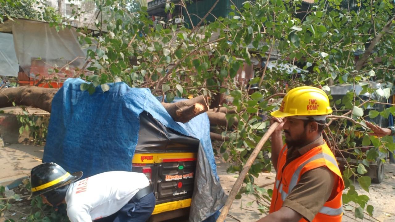 Thane: Tree falls on three autorickshaws, none hurt