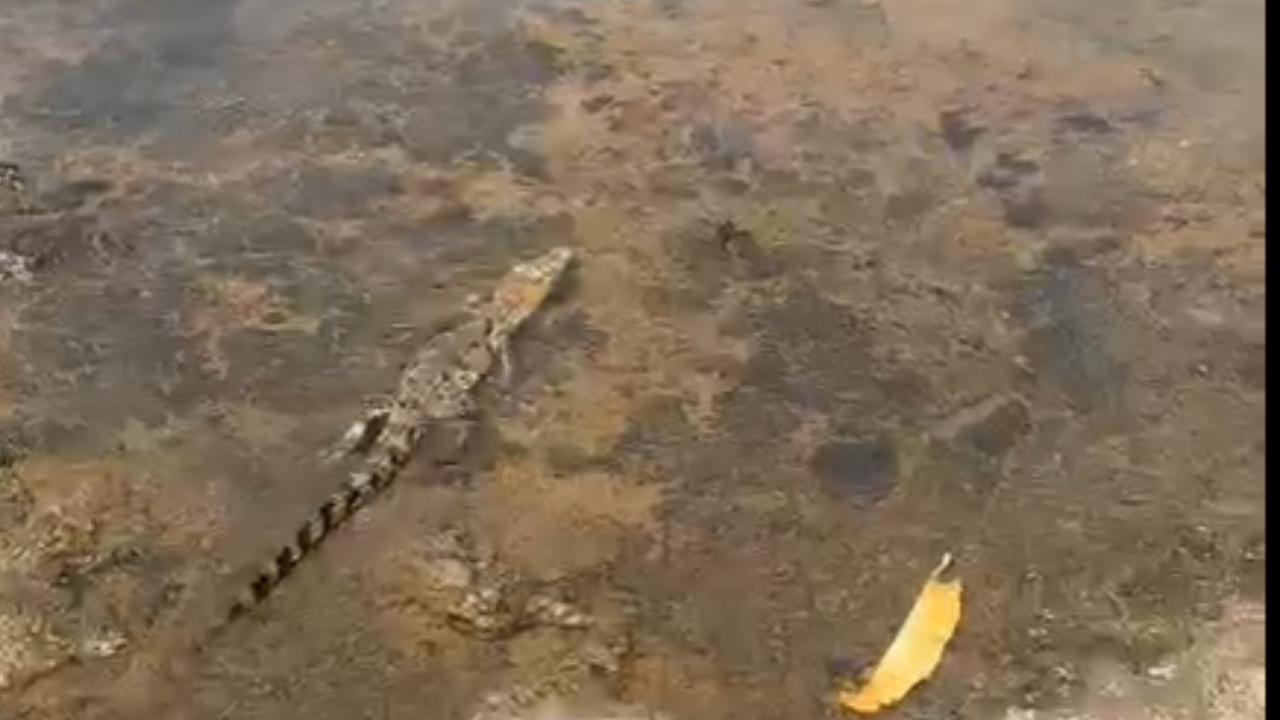 The baby crocodile was safely released back to Tulsi lake with the help of the forest officials