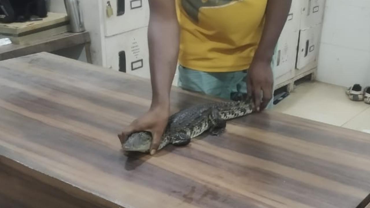 The lifeguard later alerted the Forest Department, Fire Brigade, and police about the unusual occurrence of the crocodile in the swimming pool