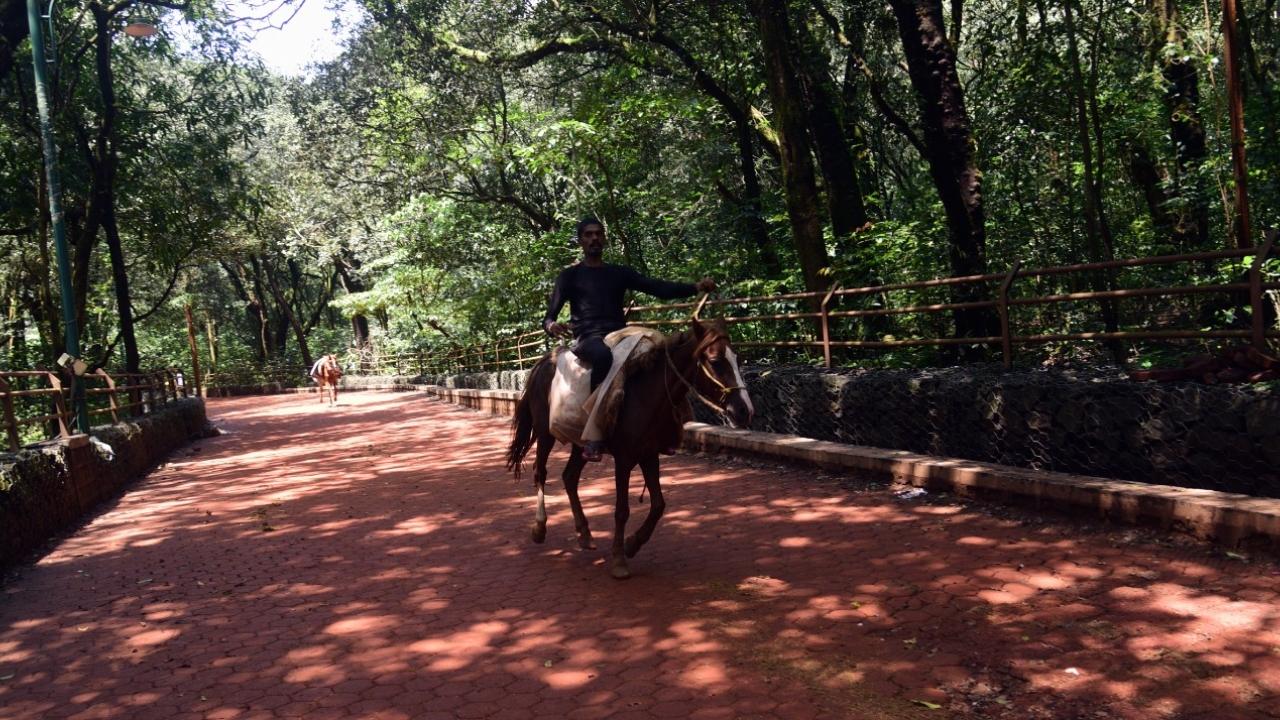 The Mumbai Metropolitan Region Development Authority (MMRDA) carried out beautification work in Matheran at four viewing points — Panorama Point, Heart Point, Miyra Point, and Echo Point — as well as improvement work at Dasturi Matheran Pathway and the existing parking area for tourists
Read Story: Maharashtra: Metal wire walls make Matheran trails scary for tourists