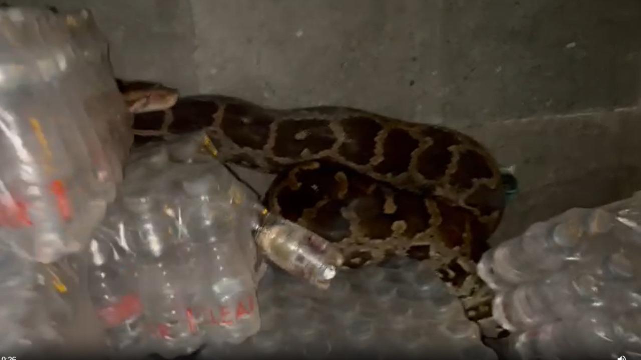 The Indian rock python was discovered resting atop a stack of distilled water bottles.